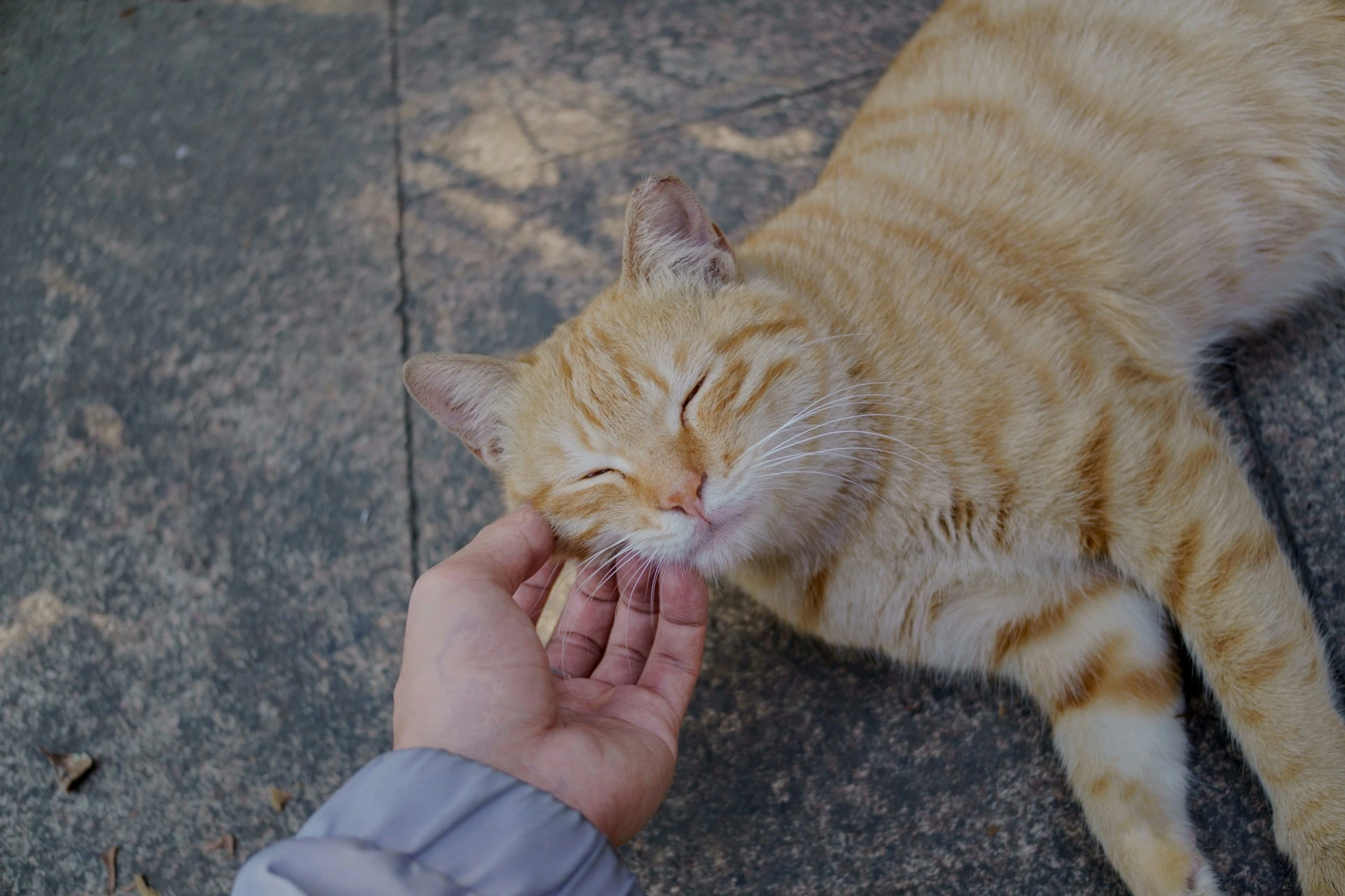Cat kneading a soft blanket with eyes half-closed