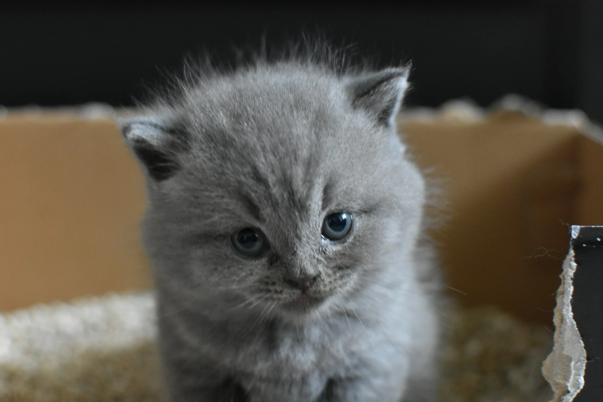 Cat standing near a litter box looking uncertain
