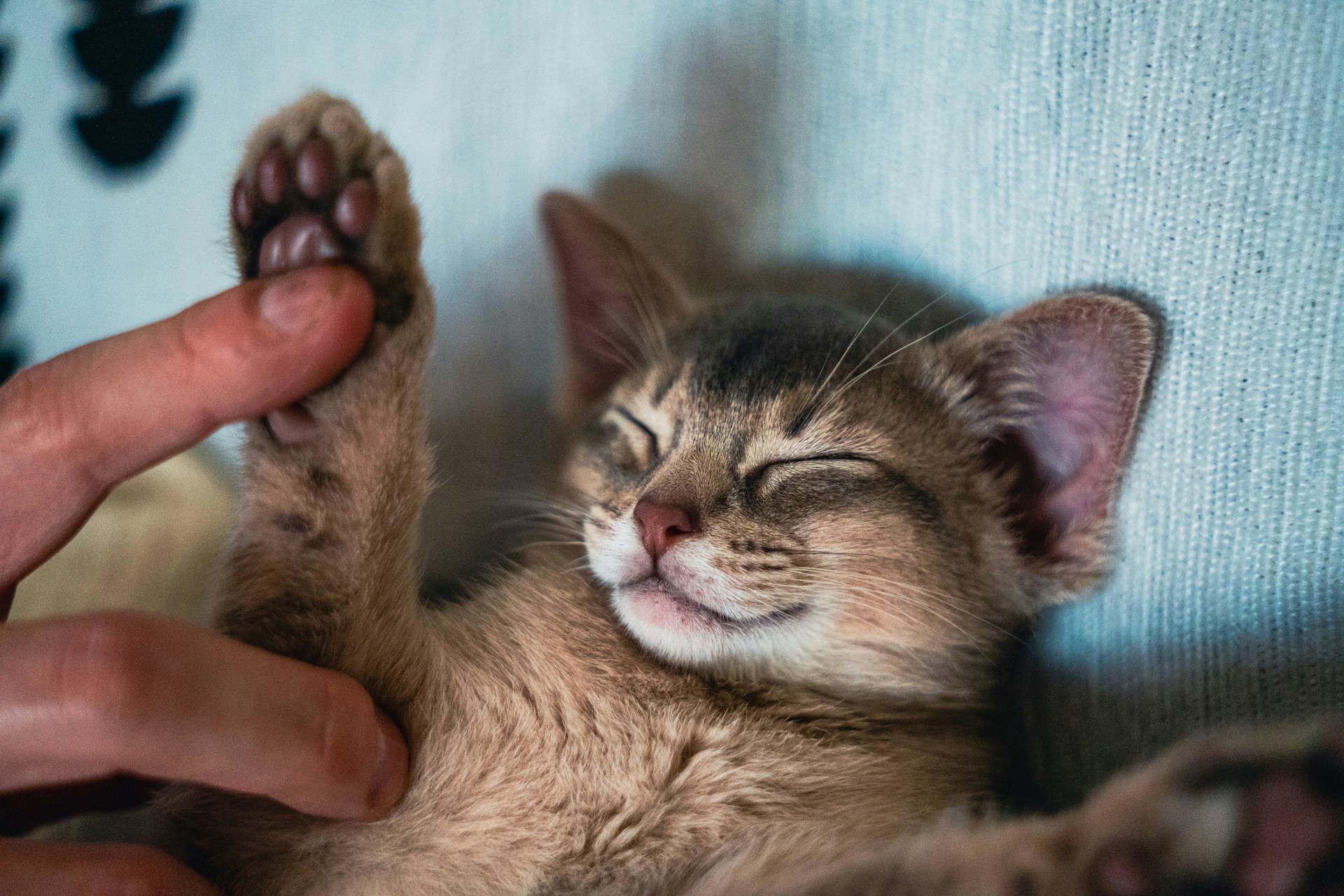 Cat resting with half-closed eyes