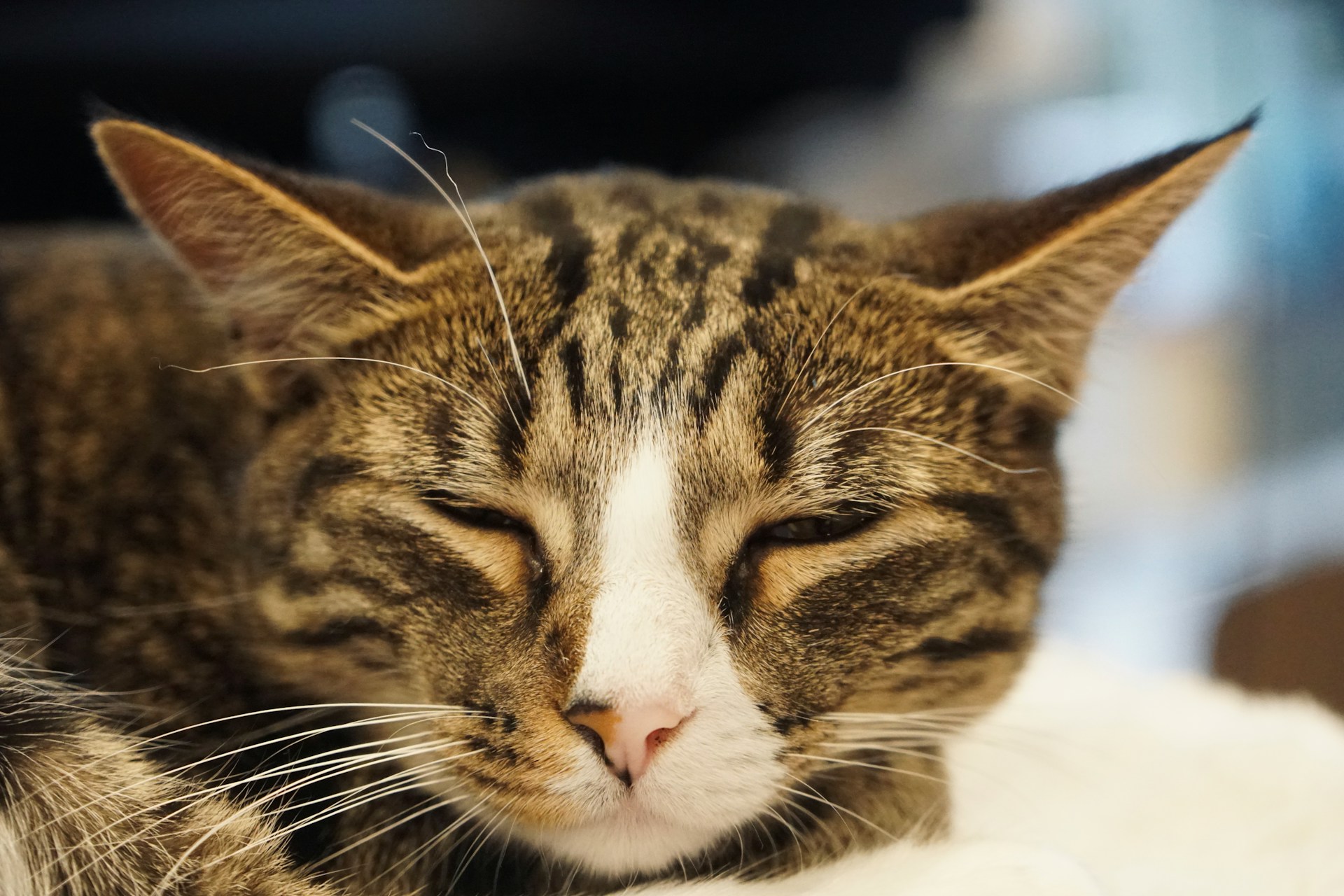 Cat mid-run with big eyes during a zoomie episode