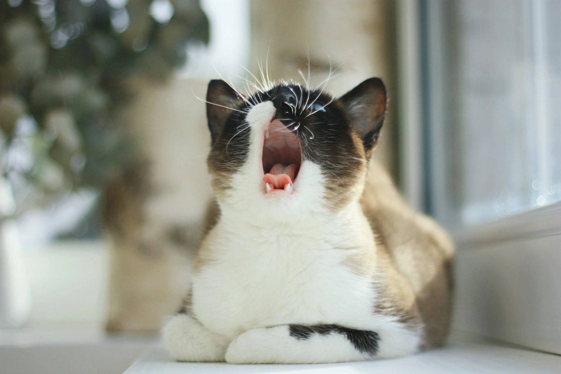 Cat with open mouth mid-meow