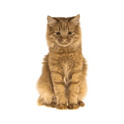 American Bobtail cat with a unique short tail