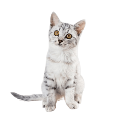 American Shorthair cat with a calm expression