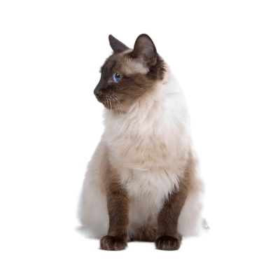 Balinese cat with a silky coat and striking blue eyes