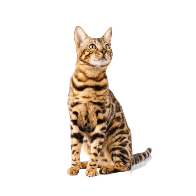 Bengal cat with a striking spotted coat