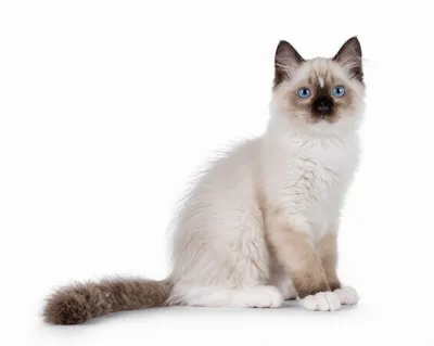 Birman cat with blue eyes and white gloves