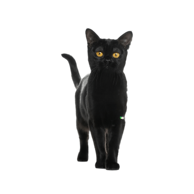 Bombay cat with a glossy black coat and copper eyes