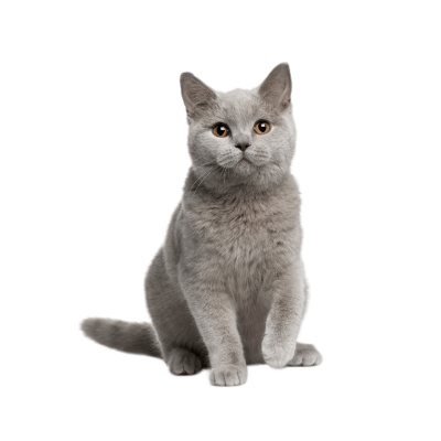 British Shorthair cat with a round face and plush coat