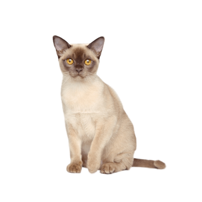 Burmese cat with a sleek coat and golden eyes