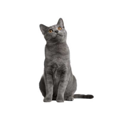 Chartreux cat with a blue-gray coat and copper eyes