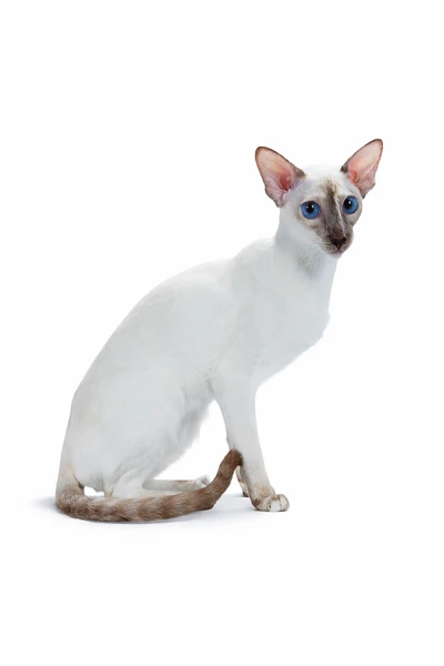Colorpoint Shorthair cat with blue eyes and point coloring