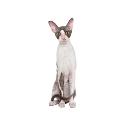 Cornish Rex cat with a short curly coat and large ears