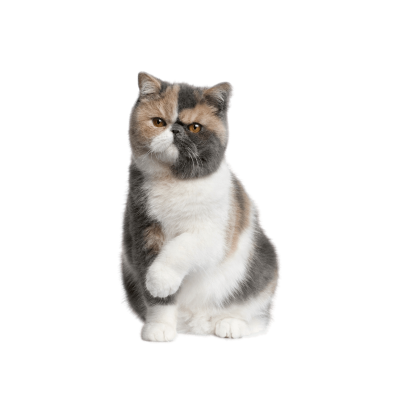 Exotic Shorthair cat with round face and plush coat