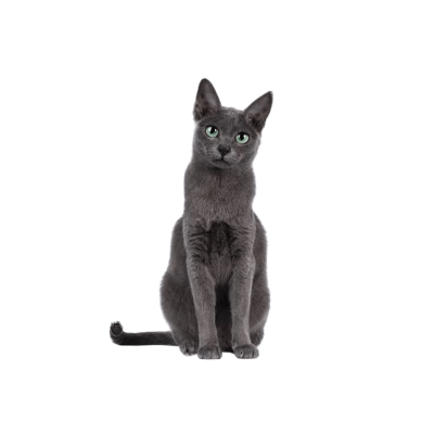 Korat cat with silver-blue coat and green eyes