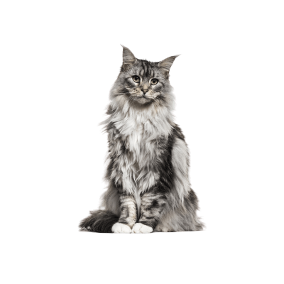 Maine Coon cat with long shaggy coat and tufted ears