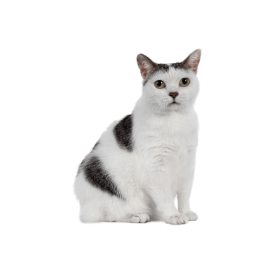 Manx cat with no tail and round body