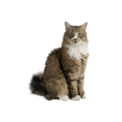 Norwegian Forest Cat with long thick coat and bushy tail