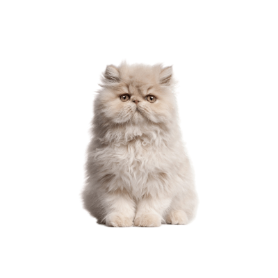 Persian cat with long coat and round face