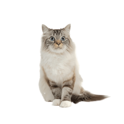 Ragamuffin cat with plush coat and gentle expression