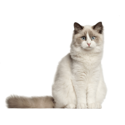 Ragdoll cat with blue eyes and colorpoint coat