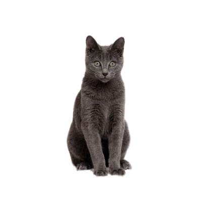 Russian Blue cat with green eyes and blue-gray coat