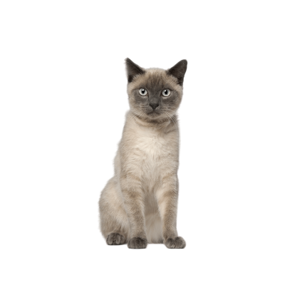 Siamese cat with blue eyes and colorpoint coat