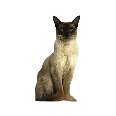 Tonkinese cat with aqua eyes and sleek coat