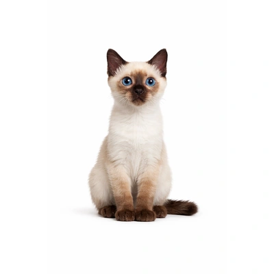 Toybob cat with short tail and compact body