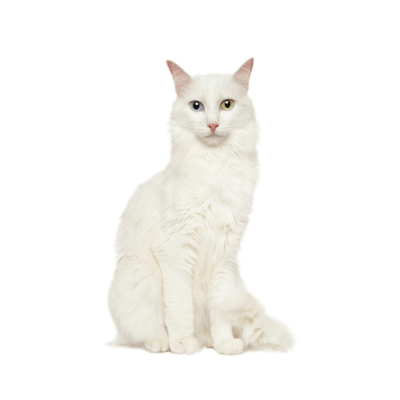 Turkish Angora cat with silky white coat and bright eyes
