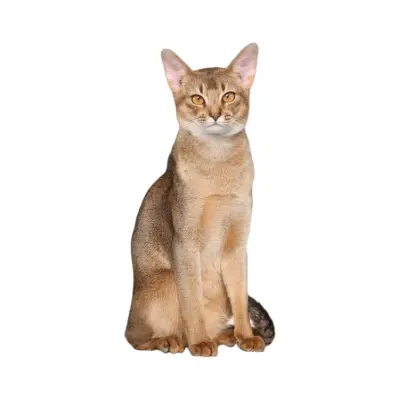 Abyssinian.webp Cat Breed Photo