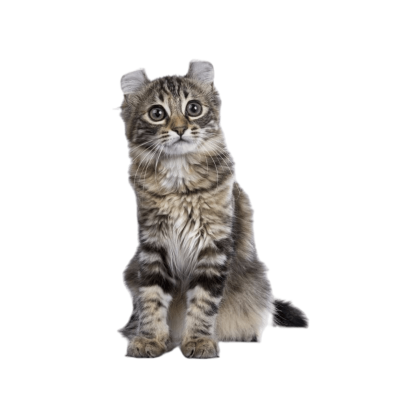 American_Curl.webp Cat Breed Photo