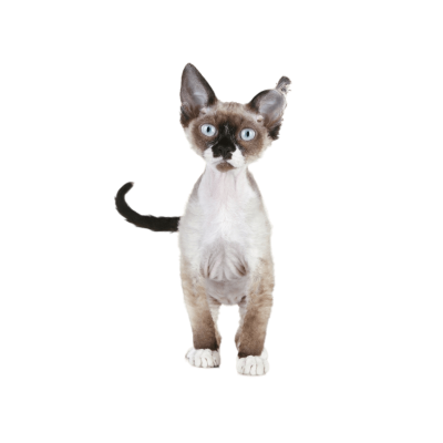 Devon_Rex.webp Cat Breed Photo