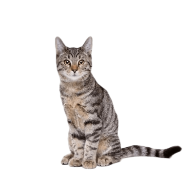 European_Shorthair.webp Cat Breed Photo