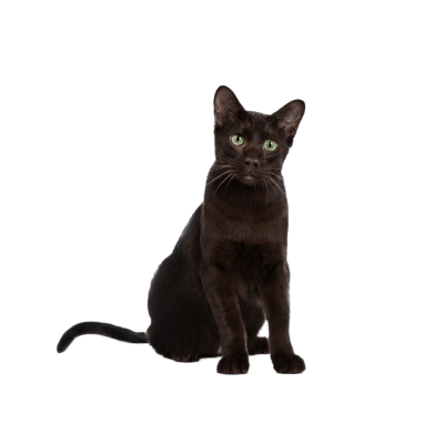 Havana_Brown.webp Cat Breed Photo