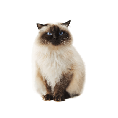 Himalayan.webp Cat Breed Photo