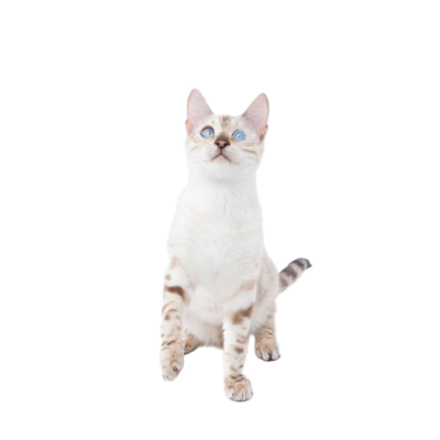 Javanese.webp Cat Breed Photo