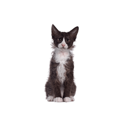 LaPerm.webp Cat Breed Photo