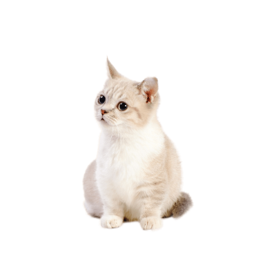 Munchkin.webp Cat Breed Photo