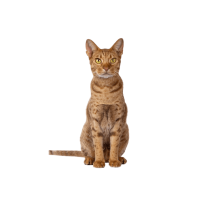 Ocicat.webp Cat Breed Photo