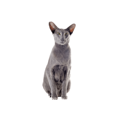 Oriental.webp Cat Breed Photo