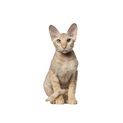 Peterbald.webp Cat Breed Photo