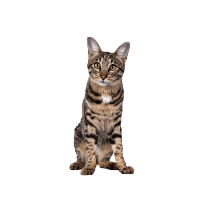 Savannah.webp Cat Breed Photo