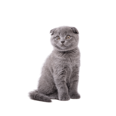 Scottish_Fold.webp Cat Breed Photo