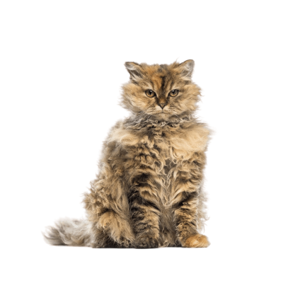 Selkirk_Rex.webp Cat Breed Photo