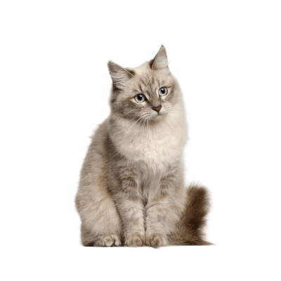 Siberian.webp Cat Breed Photo