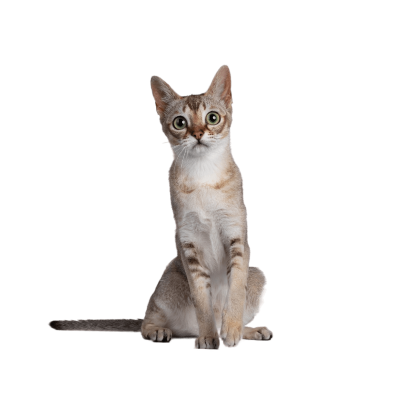 Singapura.webp Cat Breed Photo