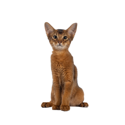 Somali.webp Cat Breed Photo