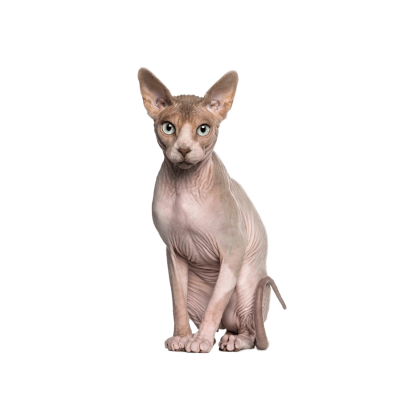 Sphynx.webp Cat Breed Photo