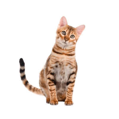 Toyger.webp Cat Breed Photo