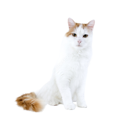 Turkish_Van.webp Cat Breed Photo